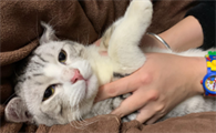 养猫管理条例规定