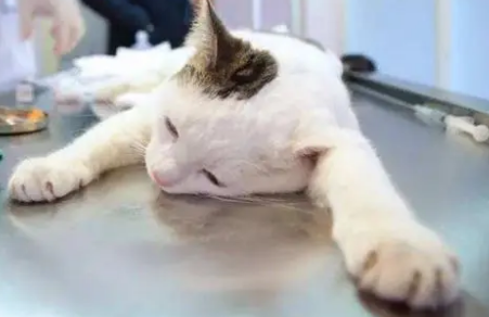 小猫手脚冰凉浑身无力什么情况