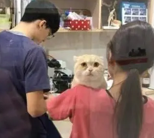 猫咪呕吐主人急坏了，花一千多检查出便便，医生：它应该是在装病