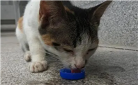 一只小猫中暑了