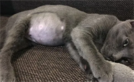 怎样分辨猫传腹和肥胖