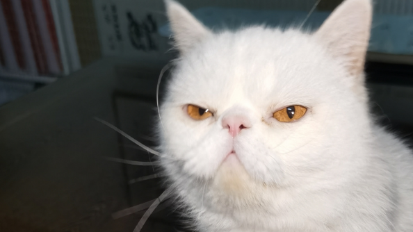 猫狗是不是冤家?看我家猫狗同框有故事 猫狗是不是冤家?看我家猫狗同框有故事
