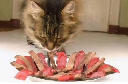小猫喜欢吃什么 小猫喜欢吃什么