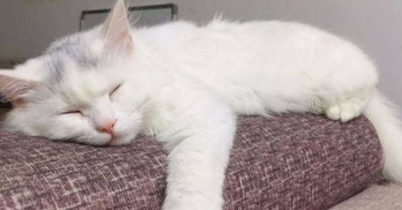 小猫呼吸急促肚子起伏