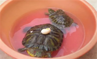 乌龟蛋受精与未受精图
