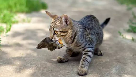 鸟被猫咬死了预兆什么 鸟被猫咬死了预兆什么