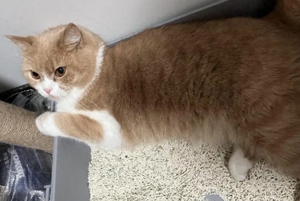怡亲科普｜如何挑选一款合适的猫砂？