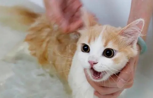小猫几个月可以洗澡 小猫几个月可以洗澡