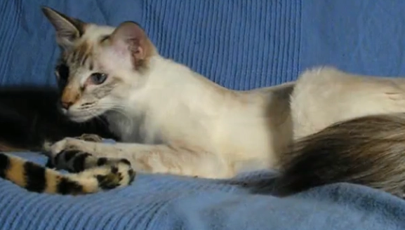 有什么办法让猫不掉毛 有什么办法让猫不掉毛