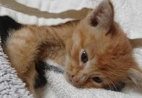 小猫突然不吃不喝没精神怎么回事