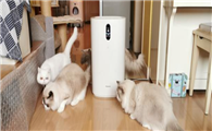 养猫推荐吸毛空气净化器