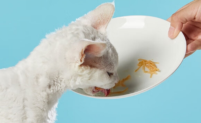 Boopucat波普猫猫罐头怎么样？了解一下~