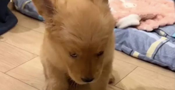 选购金毛时它表现最活泼最亲人，带回家却发现是装出来的犟驴，被骗了啊