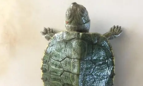 乌龟白斑病能自愈吗 乌龟白斑病能自愈吗