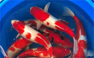 锦鲤多久喂一次