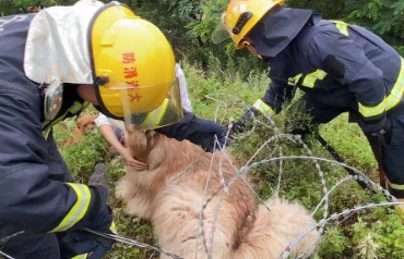 辽宁大连：“汪星人”上山撒欢被铁丝网缠住 消防员暖心破拆救狗