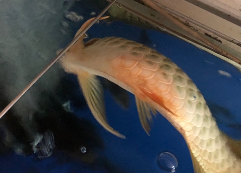 龙鱼翻肚子了能活几天