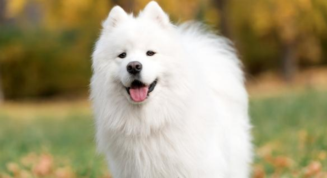 萨摩耶犬智商 萨摩耶犬智商