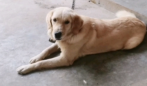 一什么狗一条还是一只
