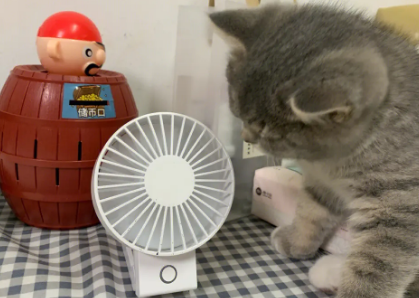 小猫会怕电风扇的风吗