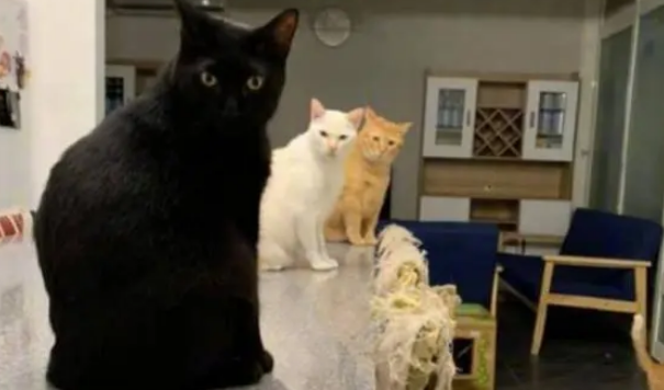 铲屎官加班错过喂猫时间,回到家后,猫咪排成一排集体生气 铲屎官加班错过喂猫时间,回到家后,猫咪排成一排集体生气