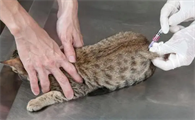 怎么判断猫携带狂犬病