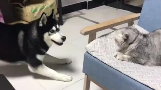 哈士奇犯二想挑战猫咪,结果猫咪一个眼神,它就吓得怂成一团 哈士奇犯二想挑战猫咪,结果猫咪一个眼神,它就吓得怂成一团