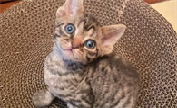 德文卷毛猫饲养温度是多少