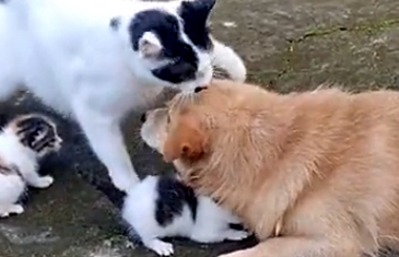 女子为拍恶趣味视频，逼迫爱犬“欺负”两小猫，触怒猫妈追打狗狗