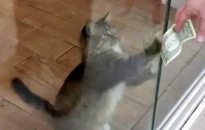 猫竟然抢钱?知道真相的人都沉默了,原来它在做一件意义非凡的事 猫竟然抢钱?知道真相的人都沉默了,原来它在做一件意义非凡的事