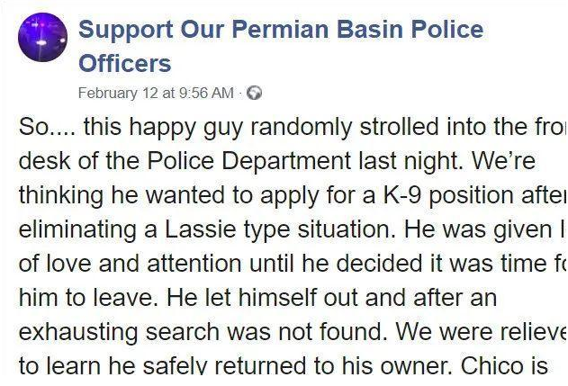 憨憨汪星人去警局报案:警察蜀黍我迷路啦,你们收留我一下呗 憨憨汪星人去警局报案:警察蜀黍我迷路啦,你们收留我一下呗