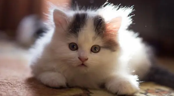 寻猫启示启事怎么写 寻猫启示启事怎么写