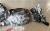 怎么判断猫咪是否怀孕