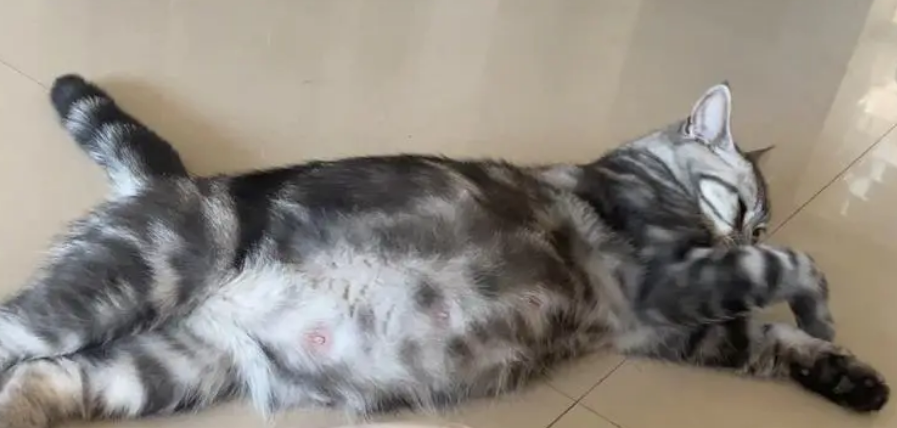 怎样帮小猫接生 怎样帮小猫接生