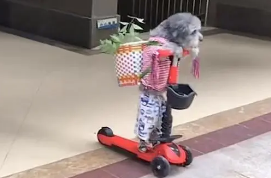 神犬多多:凭超高智商走红网络,买菜做饭惊呆网友,狗也能成精? 神犬多多:凭超高智商走红网络,买菜做饭惊呆网友,狗也能成精?