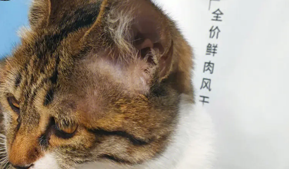 贝嘉顿猫粮是进口的吗