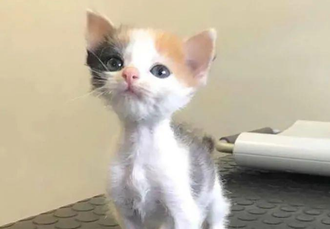 小奶猫出生后十分虚弱差点夭折，被精心照顾后变身美艳猫咪
