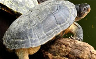 黄喉拟水龟公母哪个贵
