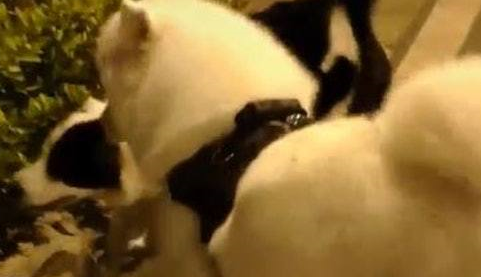 街上两个狗狗在吵架,柴犬想过去凑热闹,下一秒却把路人逗笑了! 街上两个狗狗在吵架,柴犬想过去凑热闹,下一秒却把路人逗笑了!