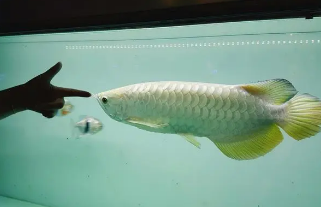 龙鱼急救方法