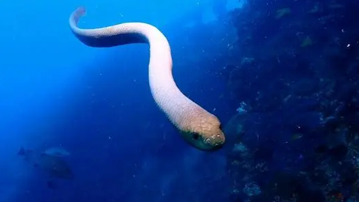 海蛇是保护动物吗 海蛇是保护动物吗