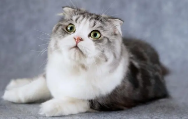 假折耳猫图片 有假分辨 假折耳猫图片 有假分辨