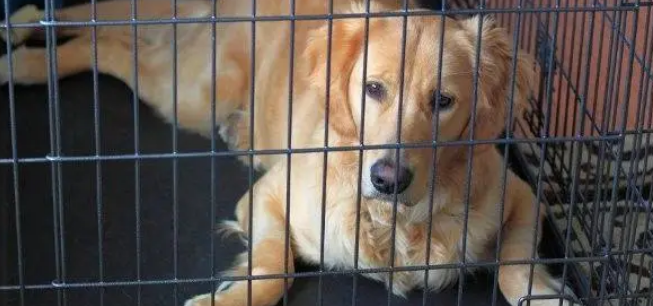 怎么训练狗进狗窝的方法 怎么训练狗进狗窝的方法