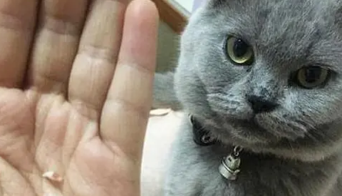 猫咪对着主人的手张嘴就咬,结果牙却掉了 猫咪对着主人的手张嘴就咬,结果牙却掉了