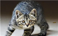 怎样驱赶野猫最有效