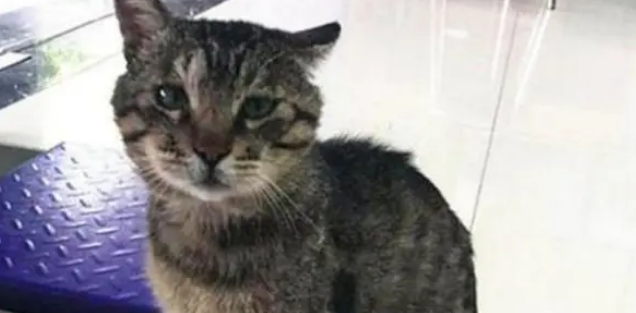 流浪猫闯入宠物医院吹空调,结果却被拉去绝育,猫咪:崩溃啊 流浪猫闯入宠物医院吹空调,结果却被拉去绝育,猫咪:崩溃啊