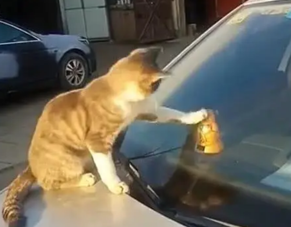 出门发现有只猫趴在车盖上，仔细一看笑喷，猫：小家伙你快出来！