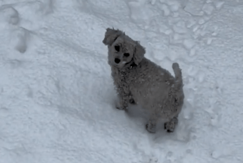 白色的狗狗冲进雪地里,突然就变成了黑色,没有对比就没伤害! 白色的狗狗冲进雪地里,突然就变成了黑色,没有对比就没伤害!