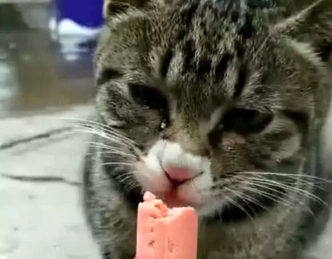 小猫可以吃火腿肠吗?
