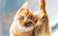 怎么鉴别猫的年龄
